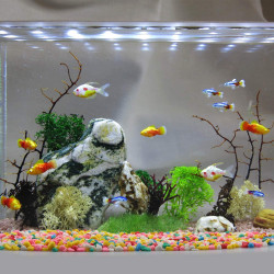 Multi-Color Mixed Decorative Stones & Pebbles Colour| For Garden Vase Fillers Fish Aquarium Table Decor Fountain Decoration